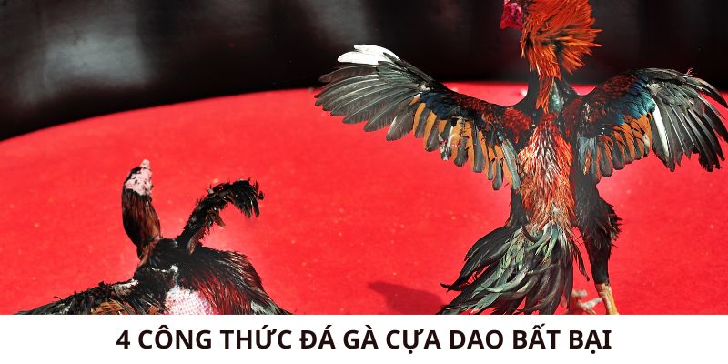 4 công thức đá gà cựa dao bất bại