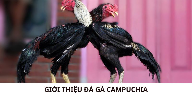 Giới thiệu về đá gà Campuchia