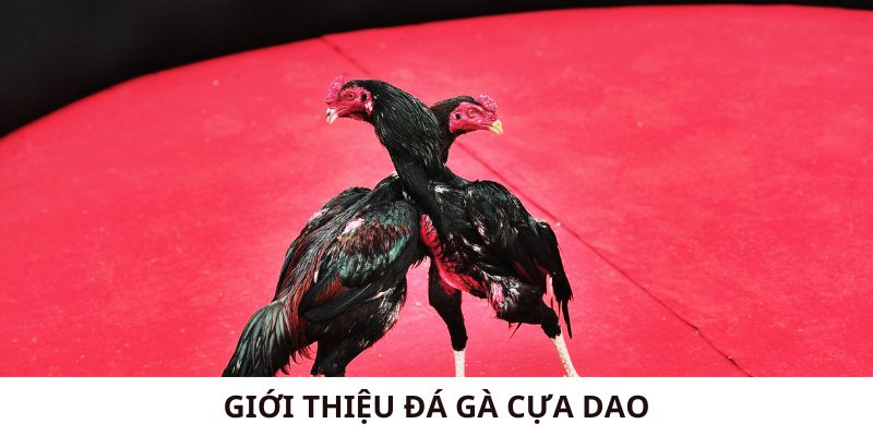 Giới thiệu đá gà cựa dao