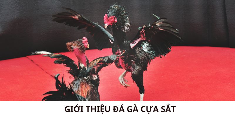 Giới thiệu đá gà cựa sắt