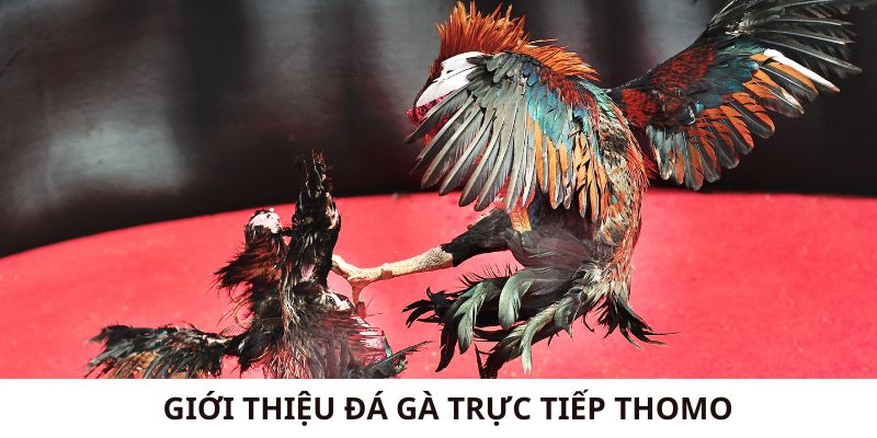 Giới thiệu về đá gà trực tiếp Thomo