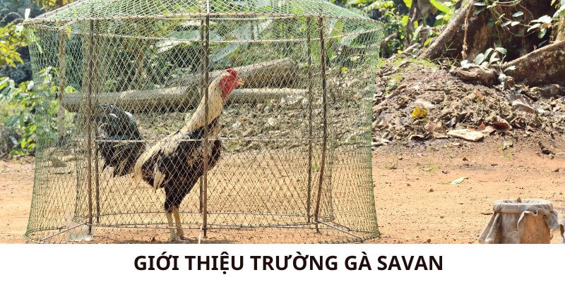 Giới thiệu về trường gà Savan