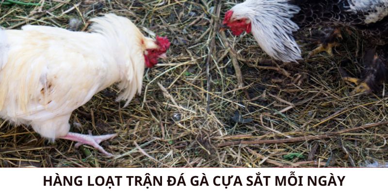 Xem hàng loạt trận đá gà cựa sắt mỗi ngày