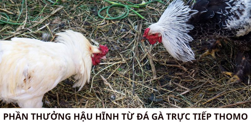 Phần thưởng hậu hĩnh từ đá gà trực tiếp Thomo