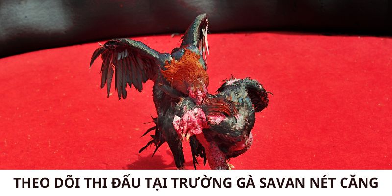 Theo dõi thi đấu tại trường gà Savan nét căng