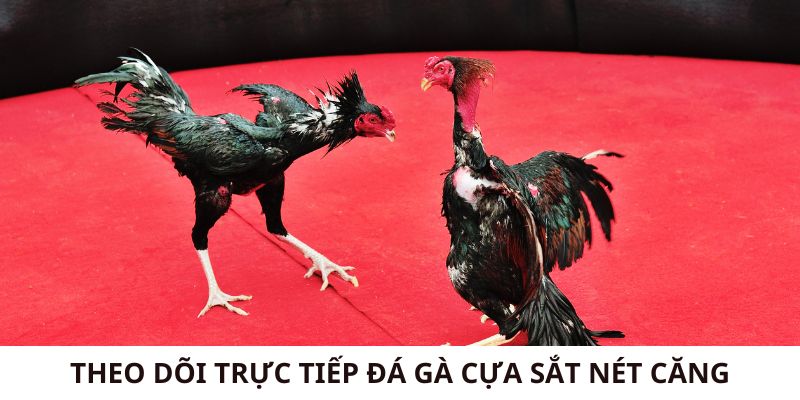 Theo dõi trực tiếp đá gà cựa sắt nét căng