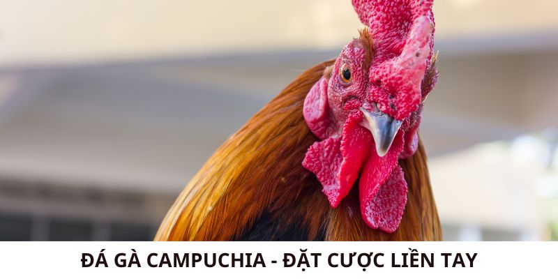 Đá Gà Campuchia - Đặt Cược Liền Tay Nhận Thưởng Siêu Khủng