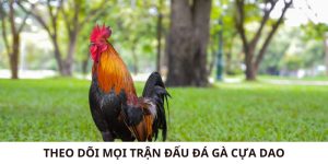 Đá Gà Cựa Dao - Theo Dõi Mọi Trận Đấu Kịch Tính Chất Lượng