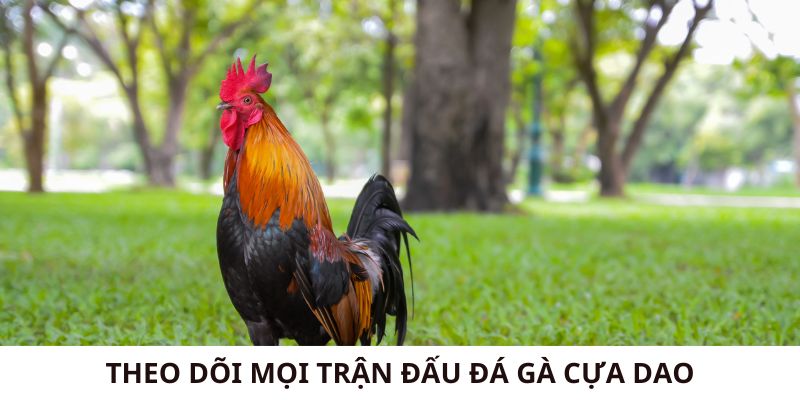 Đá Gà Cựa Dao - Theo Dõi Mọi Trận Đấu Kịch Tính Chất Lượng