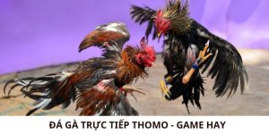 Đá Gà Trực Tiếp Thomo - Game Hay, Uy Tín Hàng Đầu Việt Nam