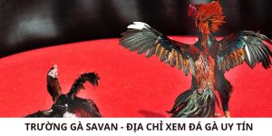 Trường Gà Savan - Địa Chỉ Xem Đá Gà Uy Tín Nhất