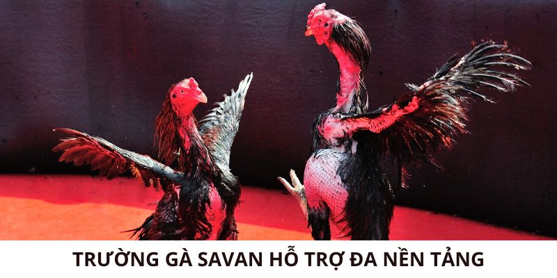 Trường gà Savan hỗ trợ đa nền tảng